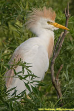 cattle egret